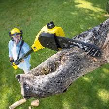 How Our Tree Care Process Works  in  Contra Costa Centre, CA